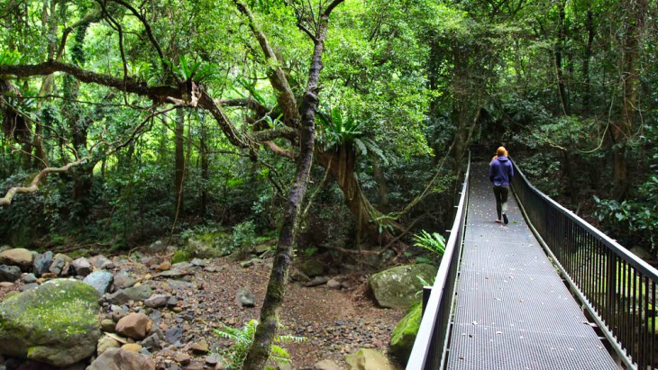 Minnamurra rainforest