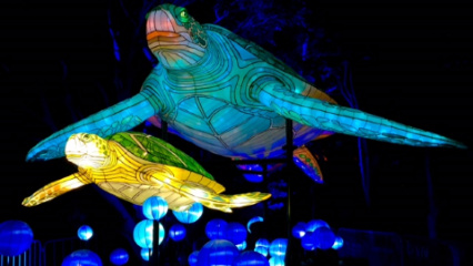 Vivid taronga zoo