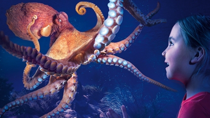 Manly sealife octopus 426x240