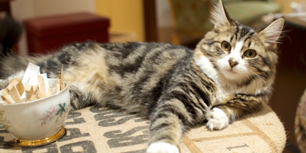 15 717 catcafe2 600x300