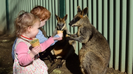 Featherdale kangaroos 426x240