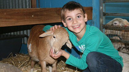 Calmsley hill city farm sydney day visit 426x240