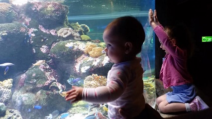 Manly sea life sanctuary review