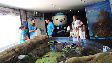 Manly sea life sanctuary octonauts training academy sydney summer 2015 16 426x240