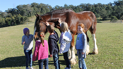 Birthday parties at calmsley hill city farm sydney 426x240