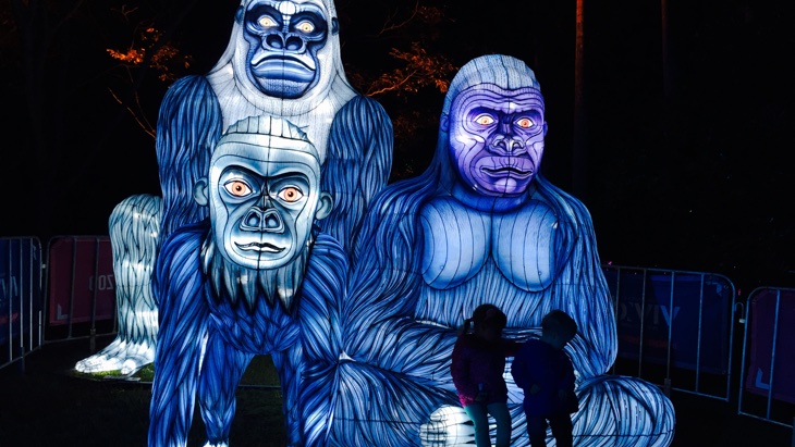Vivid taronga gorilla