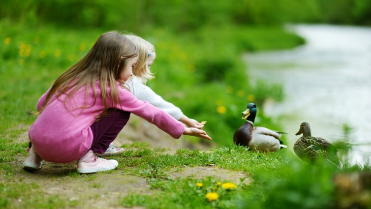 What Can You Safely Feed Ducks? | ellaslist