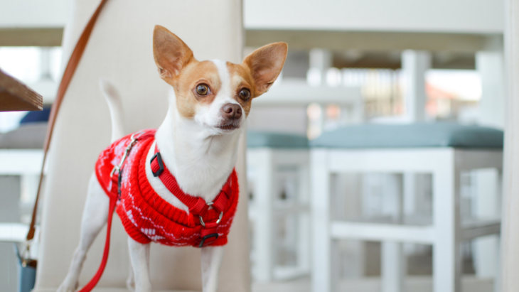 Places to holiday with your dog near melbourne