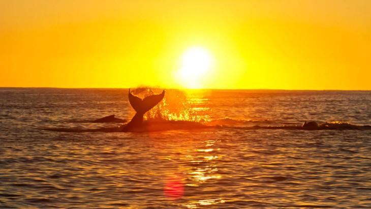 Where To Go Whale Watching In South-East Queensland This Winter | ellaslist