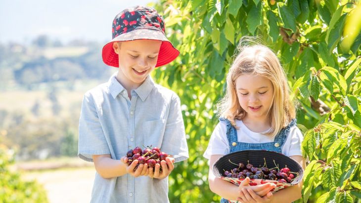 cherry picking tour melbourne