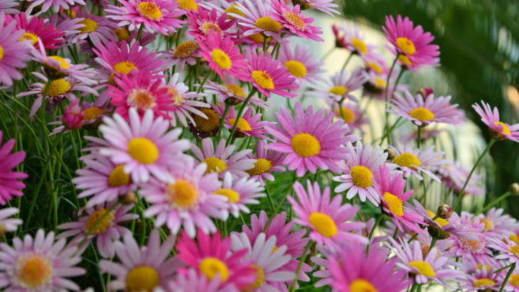 Glenbernie Family Farms is one of NSW's Favourite Flower Farms | ellaslist