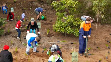 National tree day willoughby city council north sydney planet ark plant a tree
