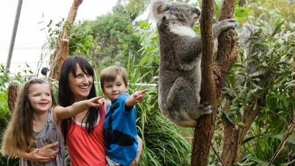 Koala brekky