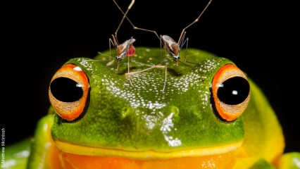 Nature photographer exhib 426x240