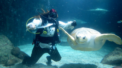 161119 manlysealife pirate 426x240