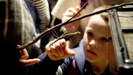 170102 theaustralianmuseum summer 426x240