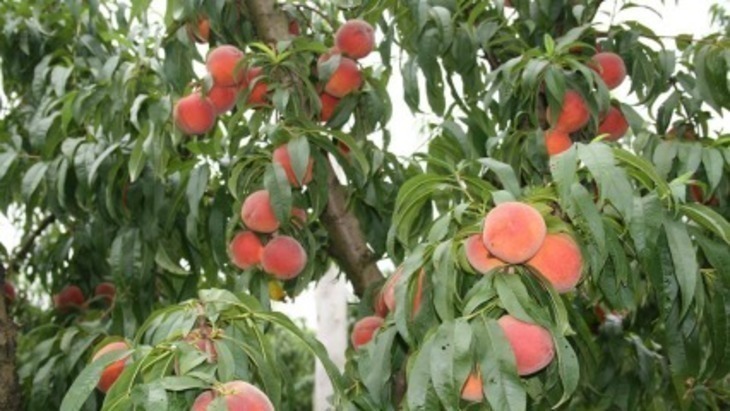 Bilpin fruit bowl