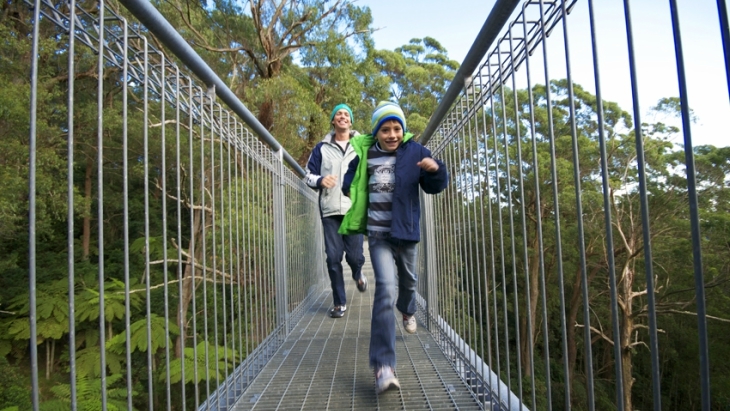 Illawarra fly