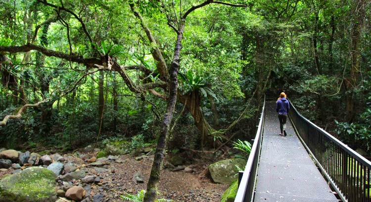 Family Day Trips from Sydney - Minnamurra Rainforest