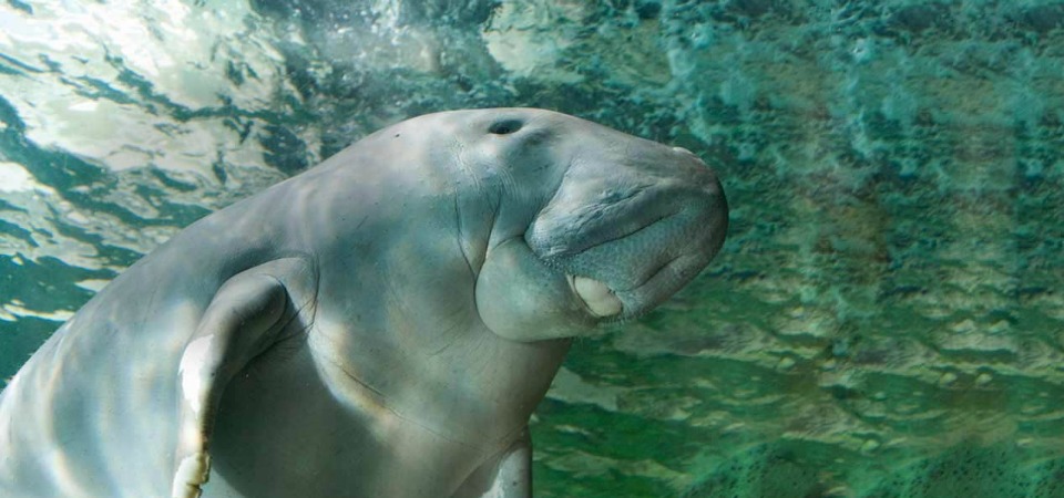 dugong