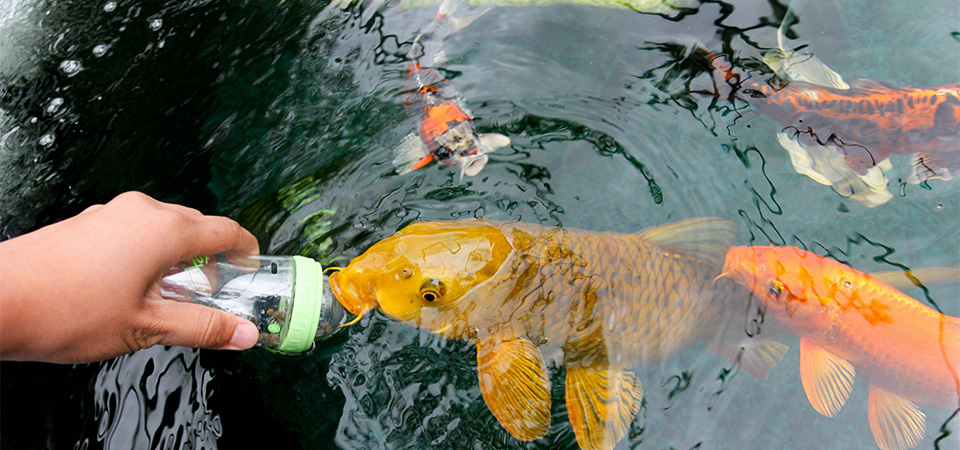 Feed The Fish at Chinese Garden of Friendship