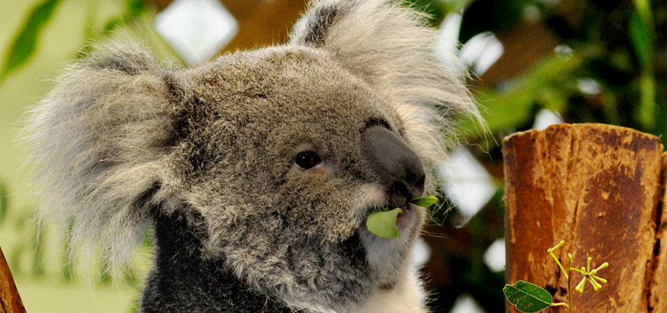 Breakfast With Koalas at WILD LIFE Sydney Zoo