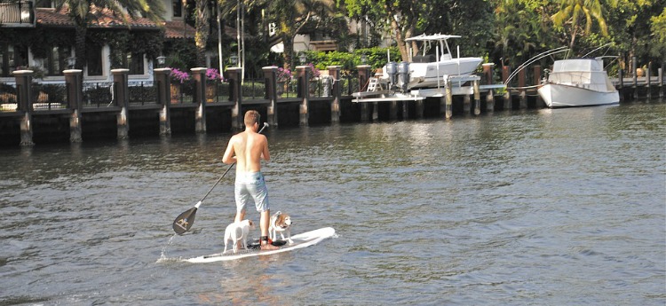 paddle board