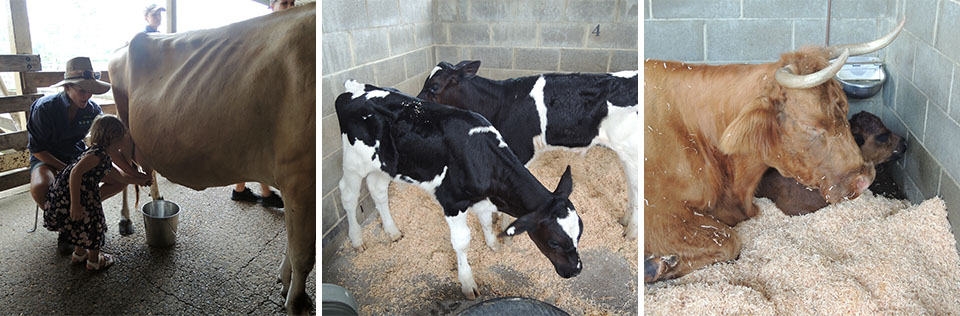 Cows, Calves & Milking At Calmsley Hill Farm Sydney