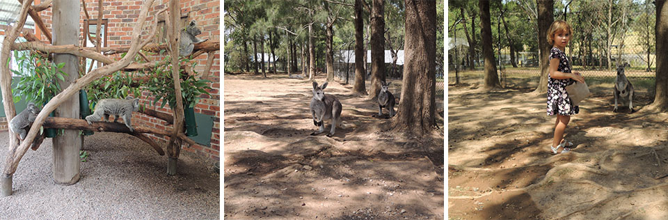 Koalas & Kangaroos at Calmsley Hill Farm Sydney