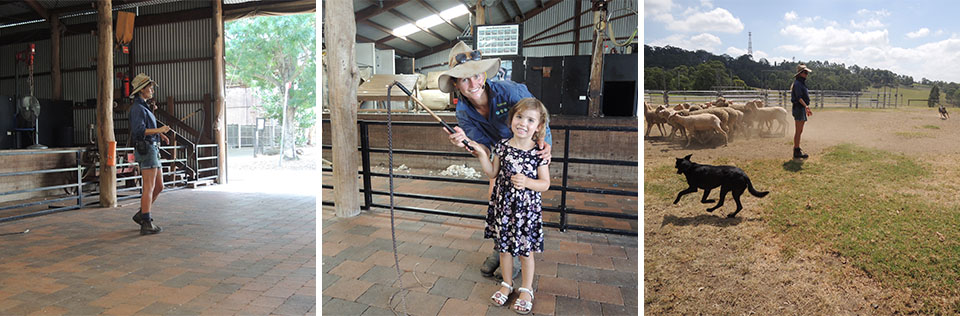 Stock Whip Show & Working Dog Display at Calmsley Hill City Farm Sydney 