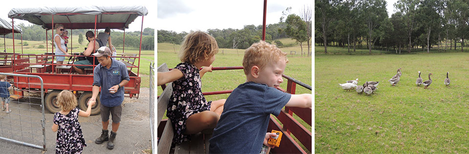 Tractor Rides At Calmsley Hill Farm Sydney 960x316