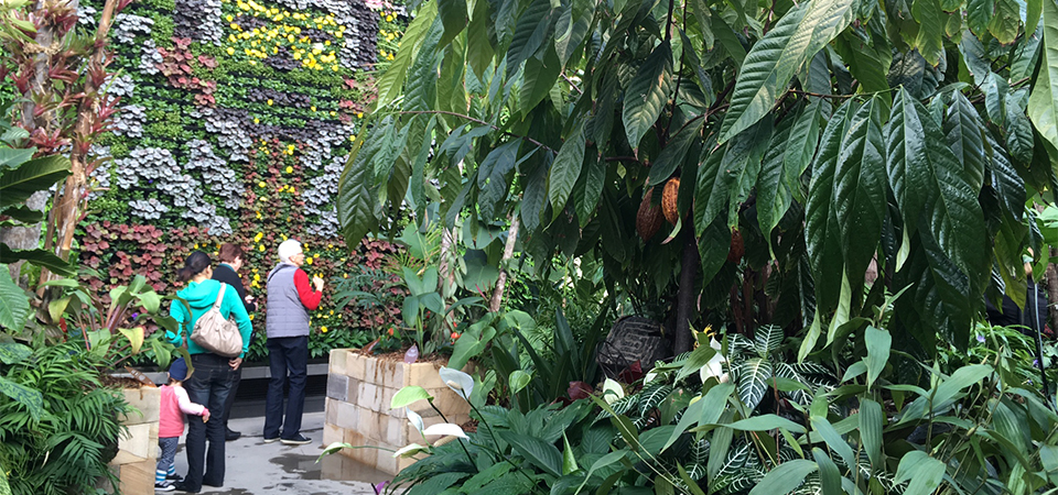 Wall to wall plants at The Calyx Sydney