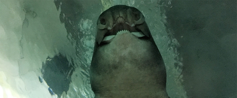 Manly SEA LIFE Sanctuary In Search Of Spookiness - Shark