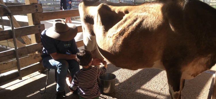 milking the cow after show