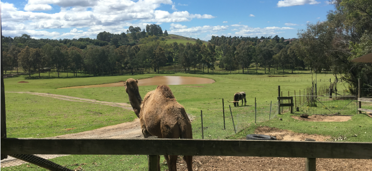 view with camel