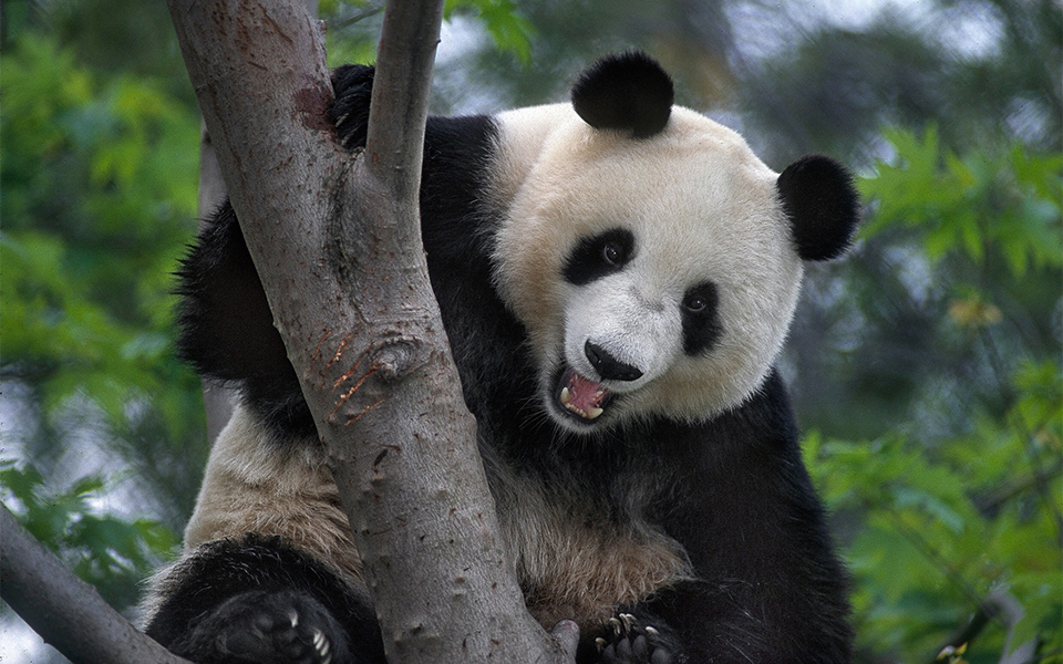 San Diego Zoo - Pandas