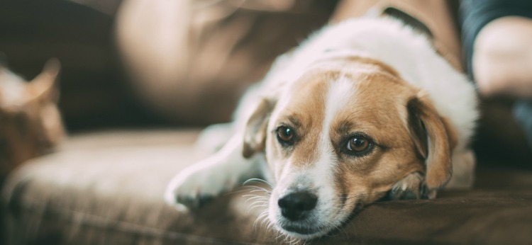 dog on couch