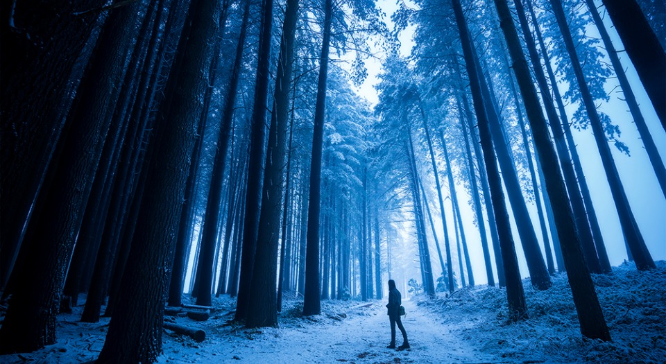sugar pine walk 1