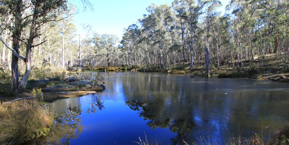 bago state forest