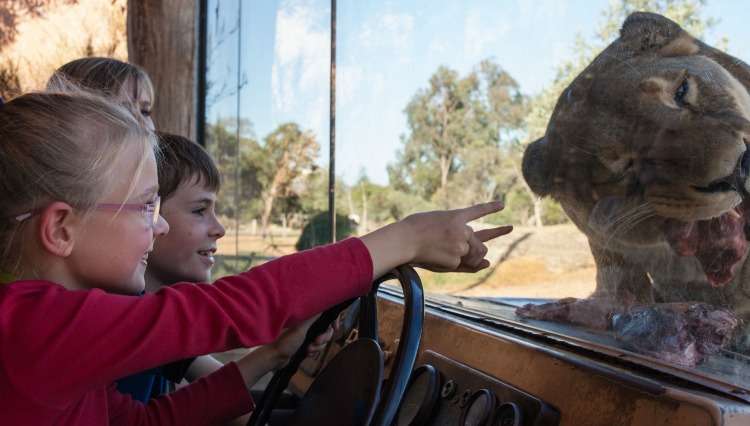 werribee lion