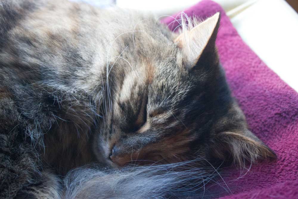 Pat a Cat on a Mat at Melbourne's Cat Cafe