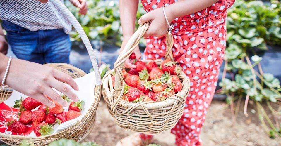 Sunny Ridge Strawberry Farm