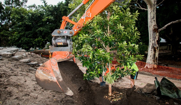 tree planting 1