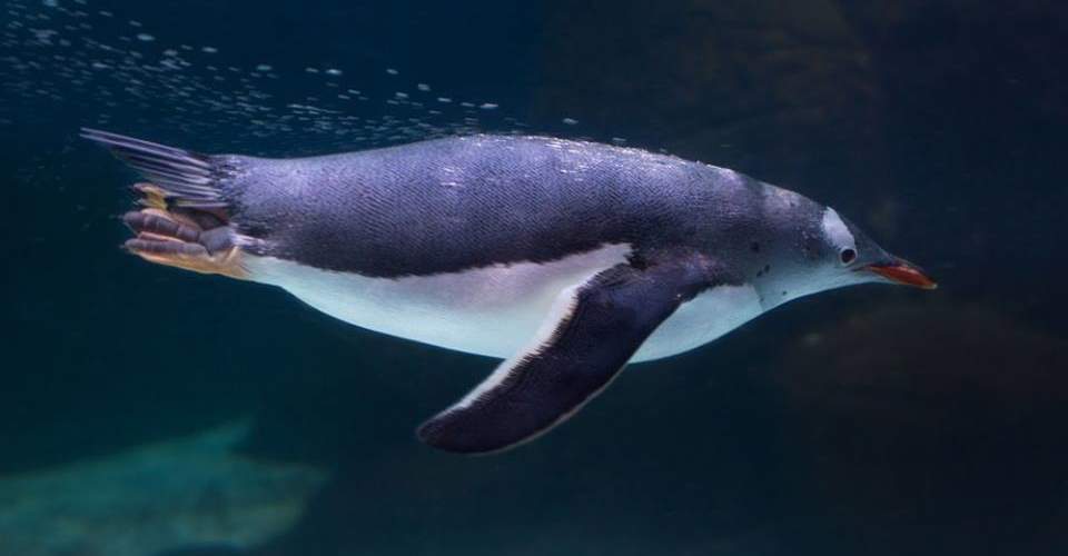 Melbourne Aquarium