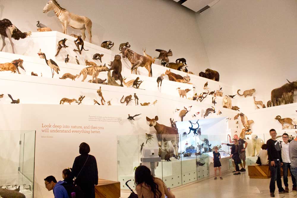 Six of the Best Museums for Kids in Melbourne | Melbourne Museum