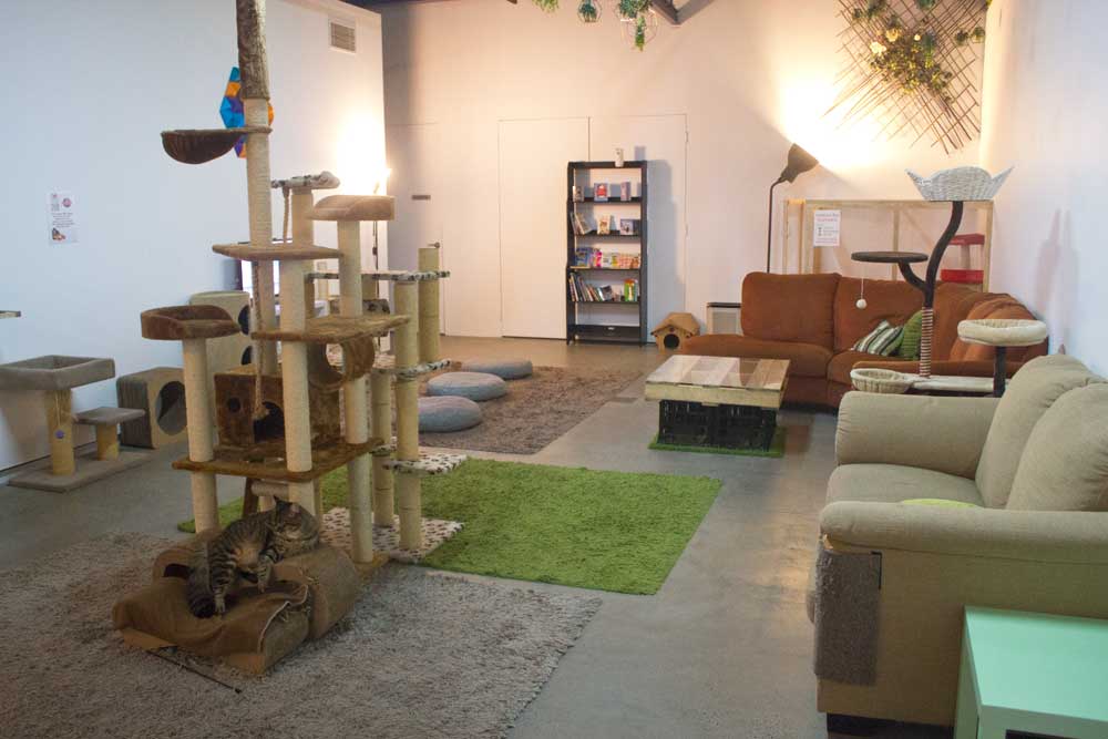 Pat a Cat on a Mat: Melbourne's Cat Cafe