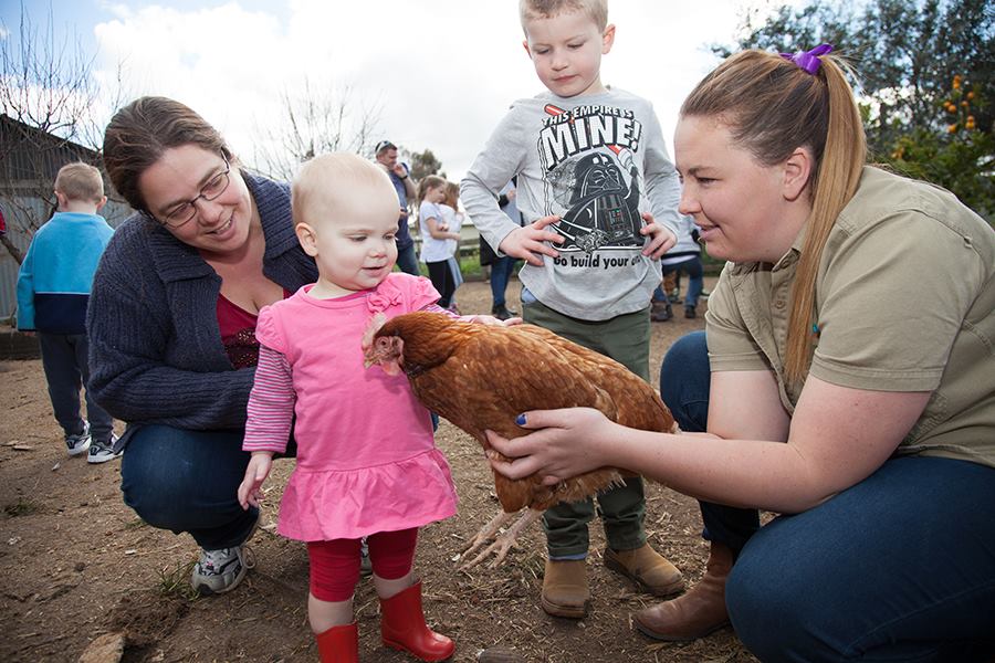 Best Places to Pat Animals in Melbourne | Animal Land Children's Farm