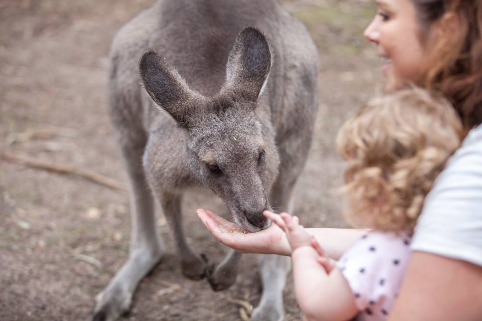 Best Places to Pat Animals in Melbourne | Moonlit Sanctuary Wildlife Conservation Park