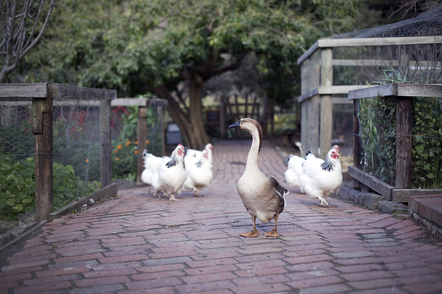 Collingwood+Children's+Farm geese